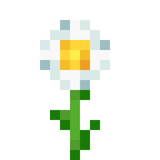Oxeye Daisy - Flat View
