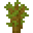 Acacia Sapling