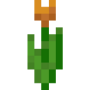 Orange Tulip