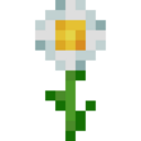 Oxeye Daisy