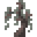 Pale Oak Sapling