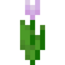 Pink Tulip