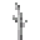 Pumpkin Stem